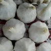 /product-detail/2018-wholesale-garlic-price-new-crop-hot-sales-91-8617360257-50038830173.html