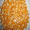 GRADE 1 Non GMO White and Yellow Corn/Maize