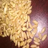 Indian Best Quality Dried Wheat Grain For Cheapest Price Grade 1 and Grade 2 Milling Golden Wheat