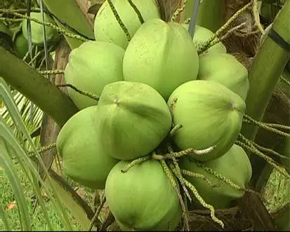 Fresh young coconut, fresh mature coconut, beautiful diamond shape