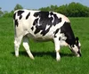Check Healthy Live Dairy Cows and Pregnant Holstein Heifers Cow
