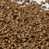 5 tons cassia tora seeds