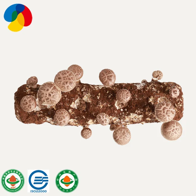 China High Yield Premium Mycelium Shiitake Mushroom Spawn Grow Bags