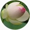 100% Pure And Natural Pink Lotus Floral Absolute Essential Oil