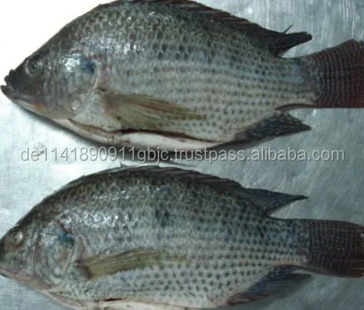 To&agrave;n bộ C&aacute; R&ocirc; Phi Đ&ocirc;ng Lạnh M&agrave;u Đen v&agrave; M&agrave;u Đỏ C&aacute; R&ocirc; Phi C&aacute;/c&aacute; đ&ocirc;ng lạnh phi l&ecirc; m&agrave;u đỏ c&aacute; r&ocirc; phi phi l&ecirc;