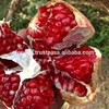 Having a wonderful and health beneficial pomegranate tree can be a great thing // Egyptian pomegranate supplier