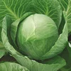 100% Fresh Green Cabbage