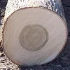 High Grade Poplar First Quality Poplar Logs