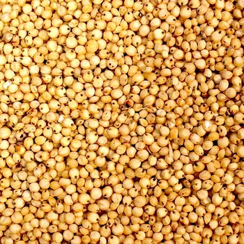 red sorghum / white sorghum /green sorghum for sale