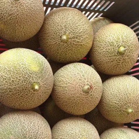 sweet melon best price,types of melons for export,all kind of