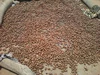 SHEA NUTS,KARITE NUTS