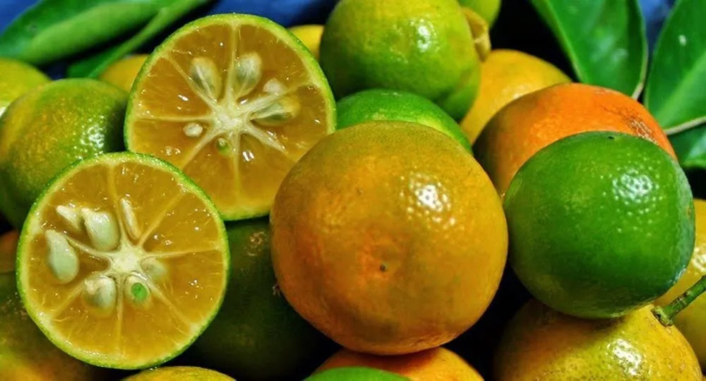 100 Pure Organic Powder/juice/dried Calamansi_kumquat Fruit From Vietnam (ms.ivynguyen) Buy