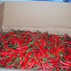 Small Fresh Chili From Vietnam