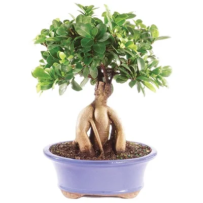 Wholesale indoor ginseng ficus bonsai
