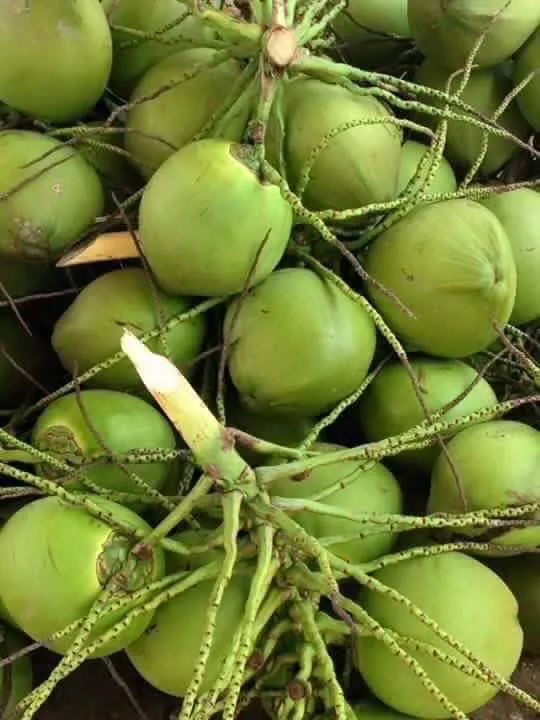 Whole Fresh Young Coconut Supplier / Diamond Cut Coconut Buy Whole