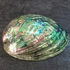 New Zealand Abalone Shell.