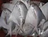 FROZEN WHITE / SILVER POMFRET WHOLE ROUND FISH