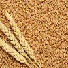 Barley Feed for Animals/ Pearl Barley/Barley Grain Kernel