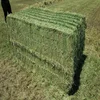 Premium Alfalfa Hay, Rhodes Grass, Oats Hay Ready / Oats Hay Animal Feed for Sale