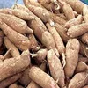 Top Grade Fresh Cassava/FRESH CASSAVA TUBERS/SWEET TAPIOCA FRESH CASSAVA for sale