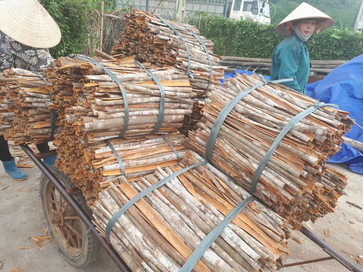 Vietnam Split Cassia For India Market Whatsapp 0084 164 9078009 Buy Split Cassia Vietnam