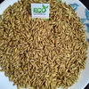 Nutrition Rich Barley For Animal Feed and Human Consumption