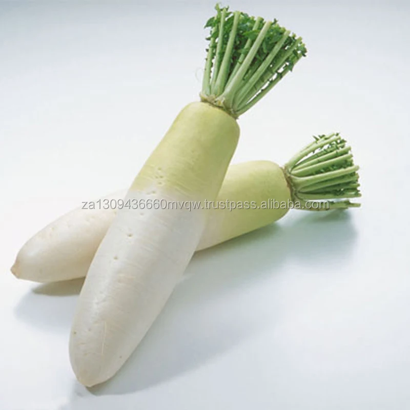 Natural Fresh White Radish Export Quality Buy White Radish Seed,Radish Extract,Red Radish Seed