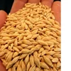 wheat granite,soft wheat,broken wheat