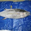 Yellowfin Tuna whole and GG, Loins