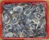 superior quality gray botswana agate uncut raw slice minerals rough gemstones jewelry manufacturer jaipur