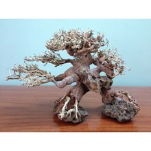 malaysian driftwood malaysian driftwood