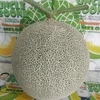 Best Quality Highness Fresh Price Seed Hybrid Fresh Fruit Melon