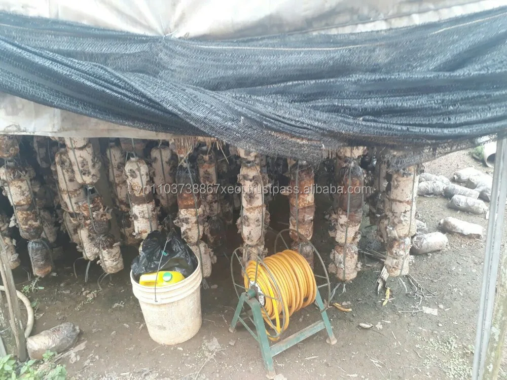 Dried Wood Ear Fungus/ Dried Wood Ear Fungus Fine Cut Offer From