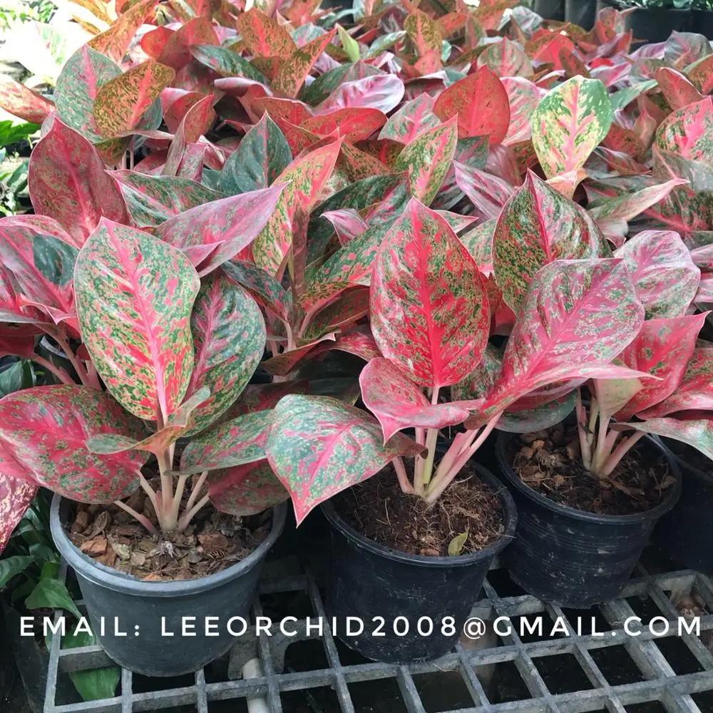 
Wholesale Aglaonema Pot Plants in Thailand @ Best Price Try Us!!! 