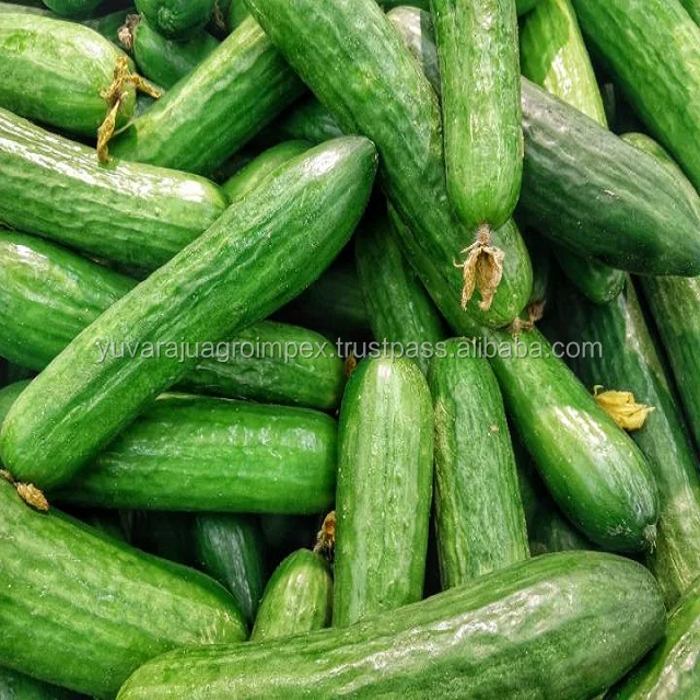 fresh vegetables cucumber/dosakaya/kheera/kakadi/kaakdi/vella