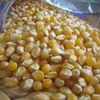 Dry Maize/Dried Yellow Corn/Dried Sweet Corn Best Price