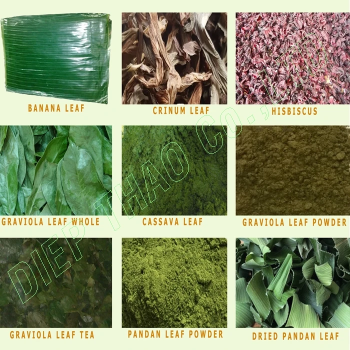 DRIED CRINUM CALAMISTRATUM FROM VIETNAM WITH HIGH QUALITY/ BEST PRICE/ LARGE QUANTITY