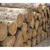 European Cypress Saw Logs- Grade A/B