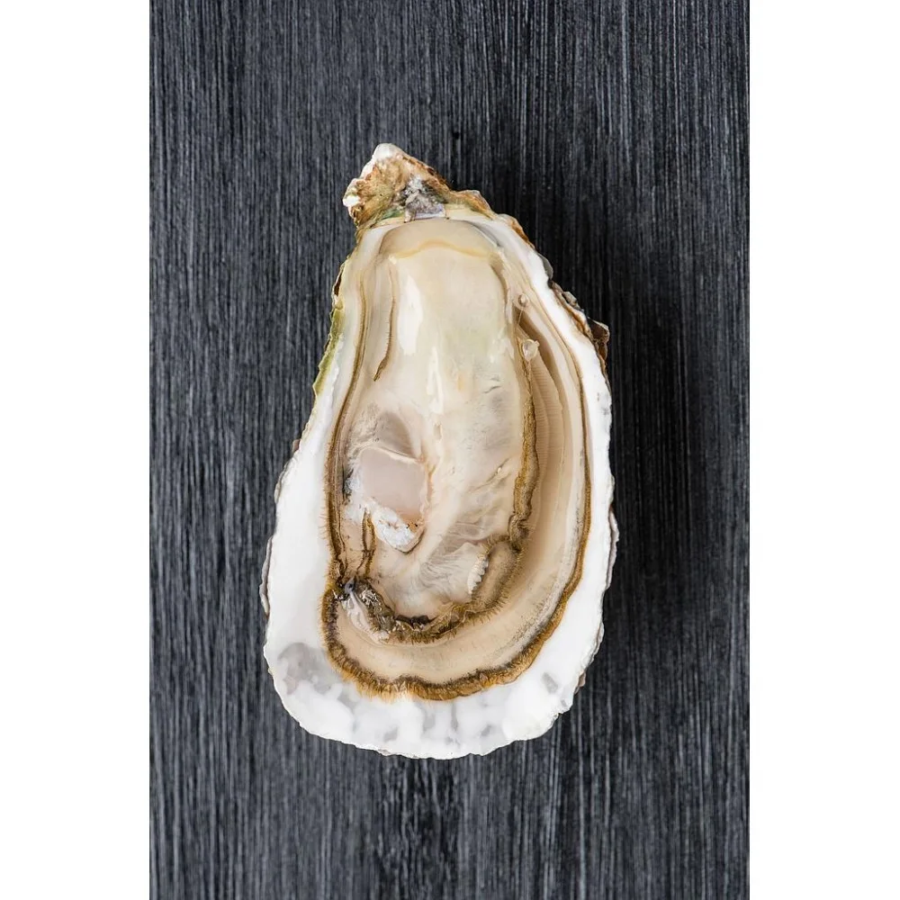 collect wild oyster spat crassotrea gigas