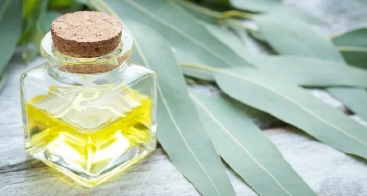 Okaliptus Yağı Burun Tıkanıklığı