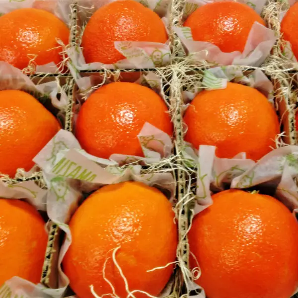Wholesale Fresh Orange / Orange Fruit Price / Fresh Orange Fruit In