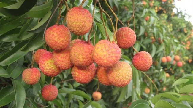 Fruta fresca de Lychee en lata, fruta fresca de Lychee| Alibaba.com