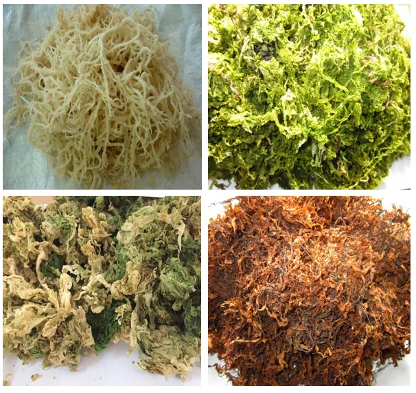 干海藻/棉花/gracilaria/sargassum/spionosum/ulva lactuca/越南原料
