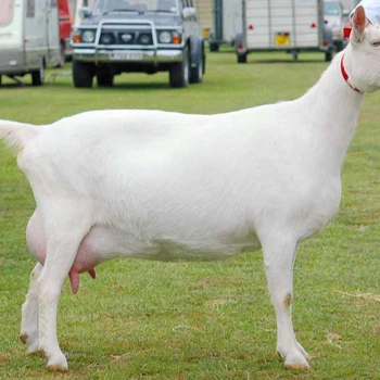 Murni Mizunamikogen Golf Club Kambing Untuk Dijual Buy Murni Mizunamikogen Golf Club Kambing Untuk Dijual Product On Alibaba Com