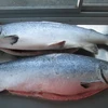 Atlantic Salmon Whole - Fresh available in different sizes