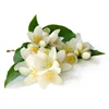 Beauty Product Essential Jasmine Oil Suppliers