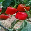 Fresh yellow\red\green Capsicum