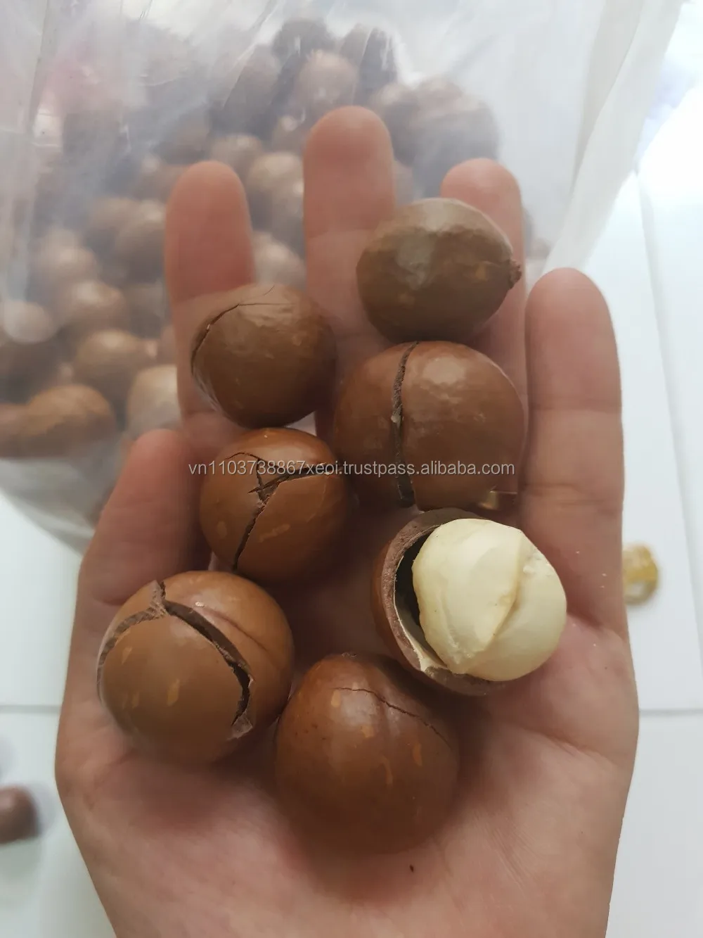 Vietnam High Quality Selected Macadamia Nuts In Shell Buy Macadamia