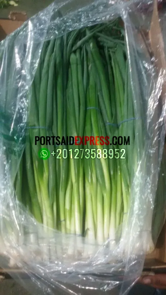 SPRING ONION (4)