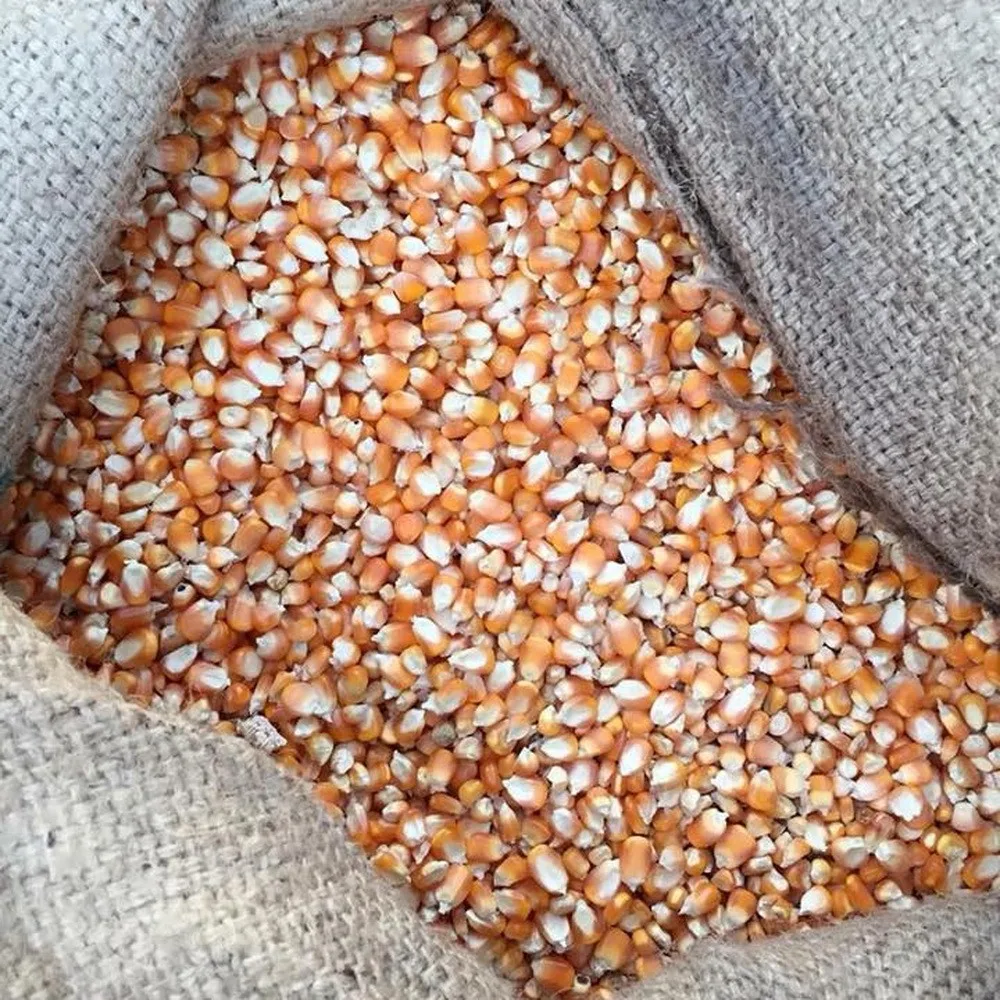 High Quality Yellow Corn Seed Animal Feed For Sale Buy Yellow Corn